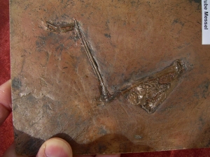 Vogel Bein aus Messel
