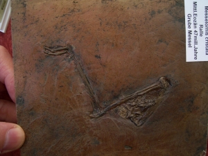Vogel Bein aus Messel