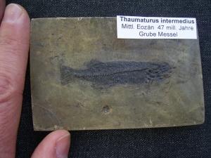 Thaumaturus intermedius # 3