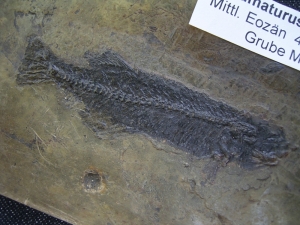 Thaumaturus intermedius # 3