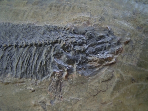 Thaumaturus intermedius # 3