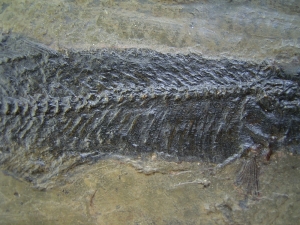 Thaumaturus intermedius # 3