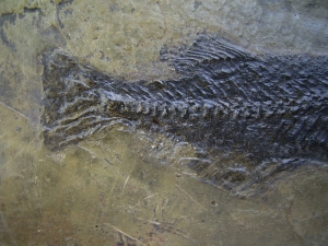 Thaumaturus intermedius # 3