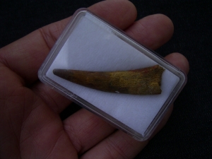 Flugsaurierzahn Sirrocopteryx