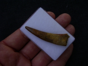 Flugsaurierzahn Sirrocopteryx