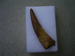 Flugsaurierzahn Sirrocopteryx