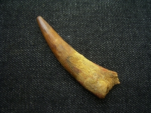 Flugsaurierzahn Sirrocopteryx
