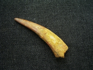 Flugsaurierzahn Sirrocopteryx