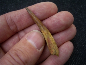 Flugsaurierzahn Sirrocopteryx