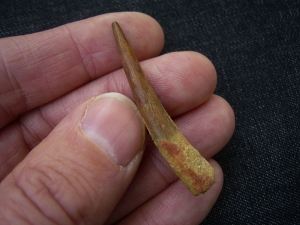 Flugsaurierzahn Sirrocopteryx
