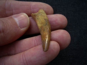 Flugsaurierzahn Sirrocopteryx