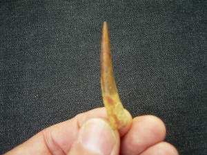 Flugsaurierzahn Sirrocopteryx