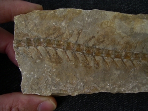 Pleurosaurus-Fossil aus Solnhofen