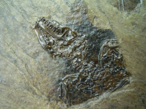 Messel Fledermaus mit super Schädel und Ohr