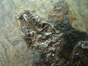 Messel Fledermaus mit super Schädel und Ohr