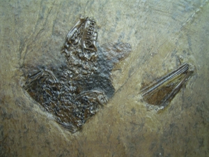 Messel Fledermaus mit super Schädel und Ohr