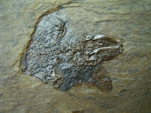 Messel Fledermaus mit super Schädel und Ohr