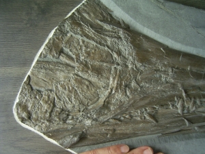 Eurhinosaurus Schädel