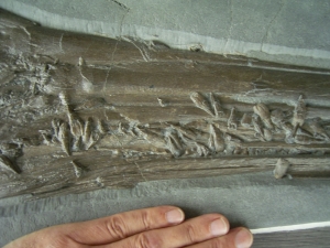 Eurhinosaurus Schädel