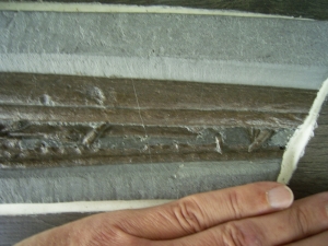 Eurhinosaurus Schädel