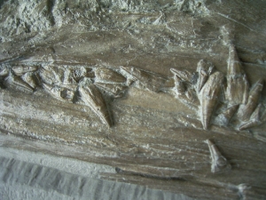 Eurhinosaurus Schädel