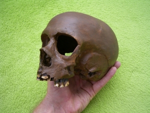 Neanderthaler Schädel von La Qina