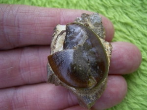 Placochelys Schädelstück mit Zahn