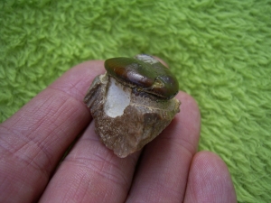 Placochelys Schädelstück mit Zahn