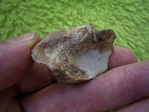 Placochelys Schädelstück mit Zahn