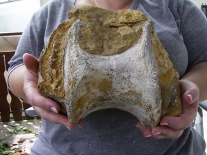 Atlasaurus Wirbel # 1