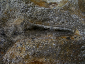 Atlasaurus Wirbel # 1