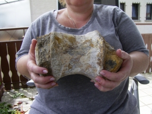 Atlasaurus Wirbel # 1