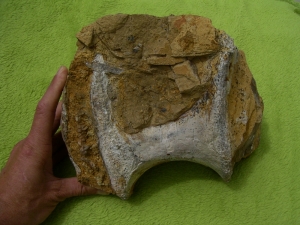 Atlasaurus Wirbel # 1