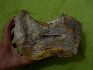 Atlasaurus Wirbel # 1