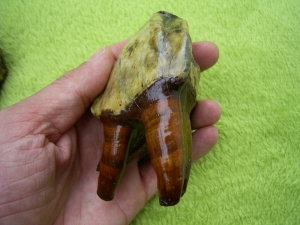 Rhinoceros Zähne - Coelodonta antiquitatis