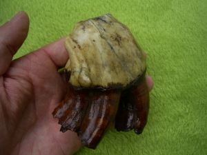 Rhinoceros Zähne - Coelodonta antiquitatis