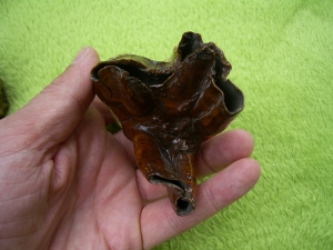 Rhinoceros Zähne - Coelodonta antiquitatis
