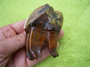 Rhinoceros Zähne - Coelodonta antiquitatis