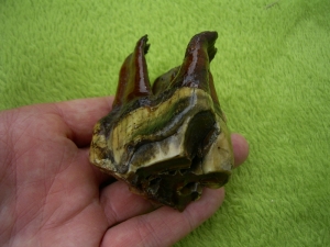 Rhinoceros Zähne - Coelodonta antiquitatis