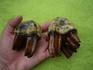Rhinoceros Zähne - Coelodonta antiquitatis