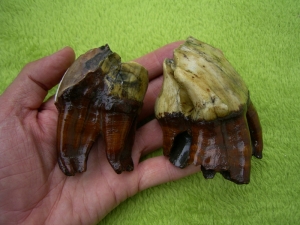 Rhinoceros Zähne - Coelodonta antiquitatis