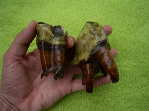 Rhinoceros Zähne - Coelodonta antiquitatis