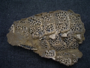 Krokodil Fragment aus Messel