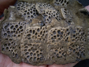 Krokodil Fragment aus Messel