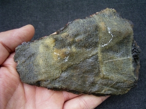 Krokodil Fragment aus Messel