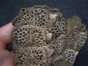 Krokodil Fragment aus Messel