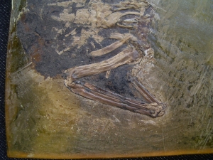 Vogel aus der Grube Messel