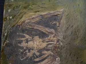 Vogel aus der Grube Messel