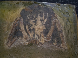 Vogel aus der Grube Messel