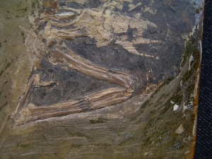 Vogel aus der Grube Messel